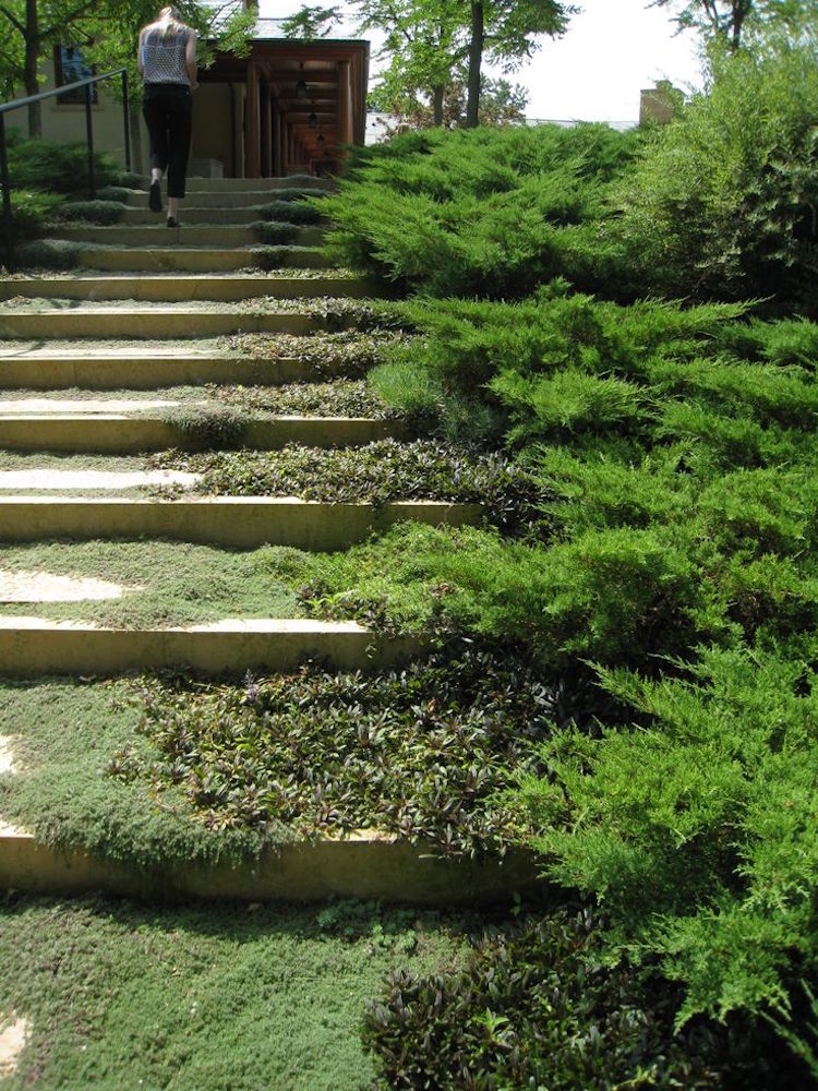 escalier-jardin-mousse-verte-déco-verdoyante