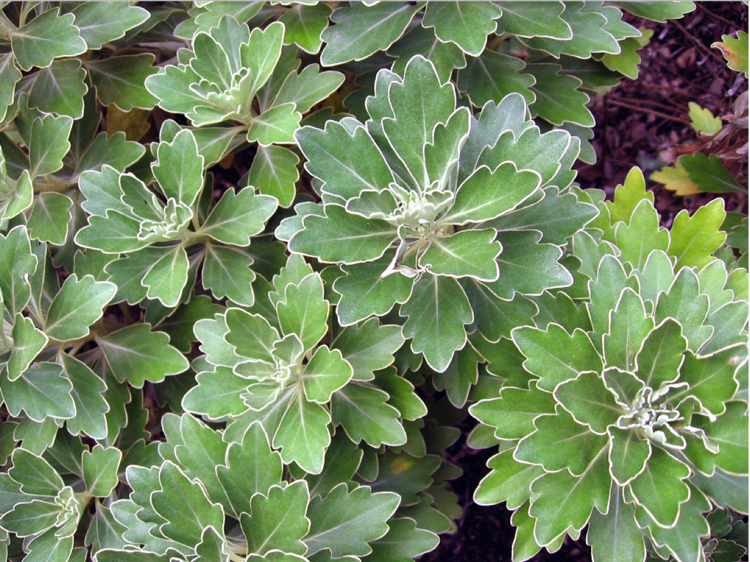 plante d’ornement –feuillage-argenté-ajania-pacifica-chrysantheme-pacifique-feuilles-bordure-argentée