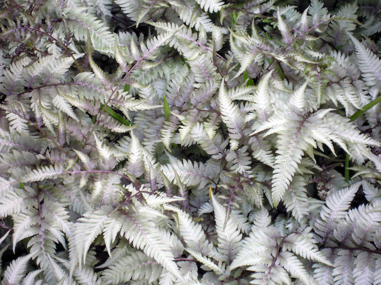 plante d’ornement –feuillage-argenté-athyrium-fougère-feuillage-vert-argenté