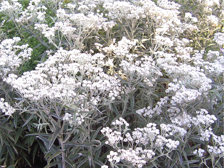 plante d’ornement –feuillage-argenté-immortelle-argent-fleurs-blanches-fines-jardins-méditerranéens