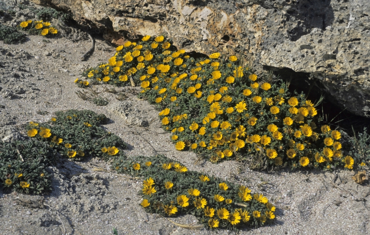 plante plein soleil Asteriscus-fleurs-jaunes-dorées-tapissantes-sol