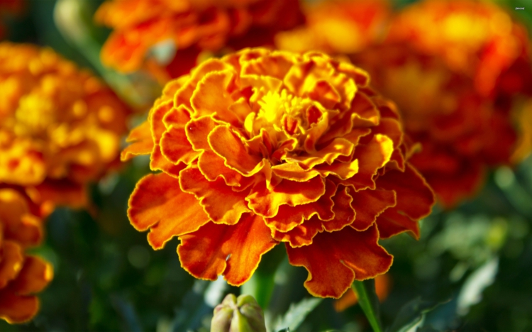 plante plein soleil fleurs-oranges-ardentes-tagète-Tagetes
