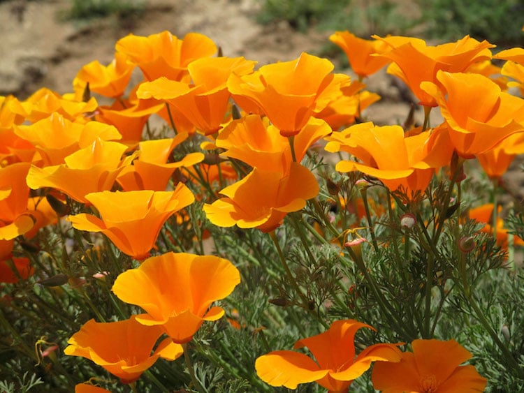 plante-plein-soleil-fleurs-pavot-Californie-Eschscholzia-californica