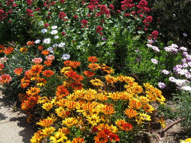 plante-plein-soleil-gazanie-Gazania-associés-autres-fleurs-blanc-rouge