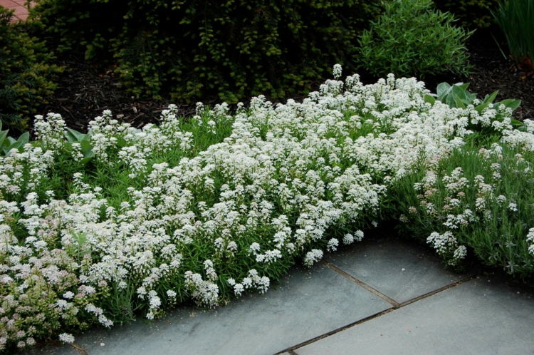 plante plein soleil ibéris-blanc-Ibérides-Iberis-bordure-massif-jardin