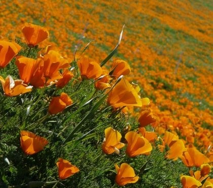 plante plein soleil