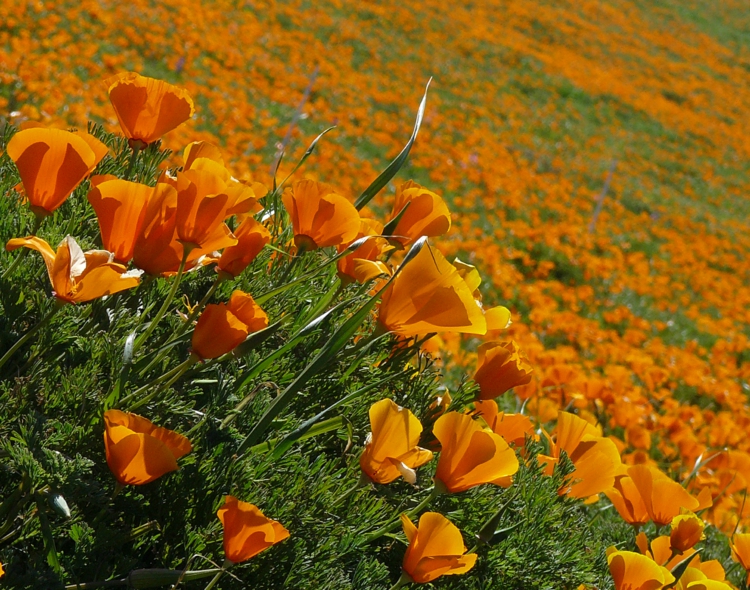 plante plein soleil pavot-Californie-pavot-Amérique-Eschscholzia-californica