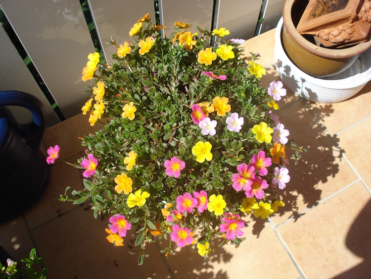 plante-plein-soleil-pot-balcon-terrasse-Chevalier-d'onze-heures-Portulaca-grandiflora