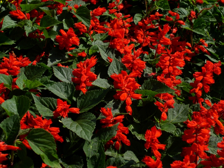 plante plein soleil sauge-rouge-sauge-écarlate-Salvia-Splendens