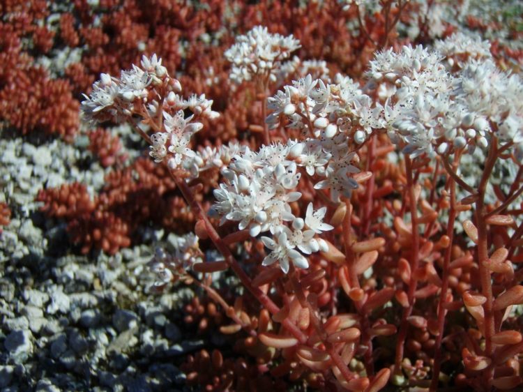 plante-succulente-facile-entretien-tiges-rouges-fleurs-blanches