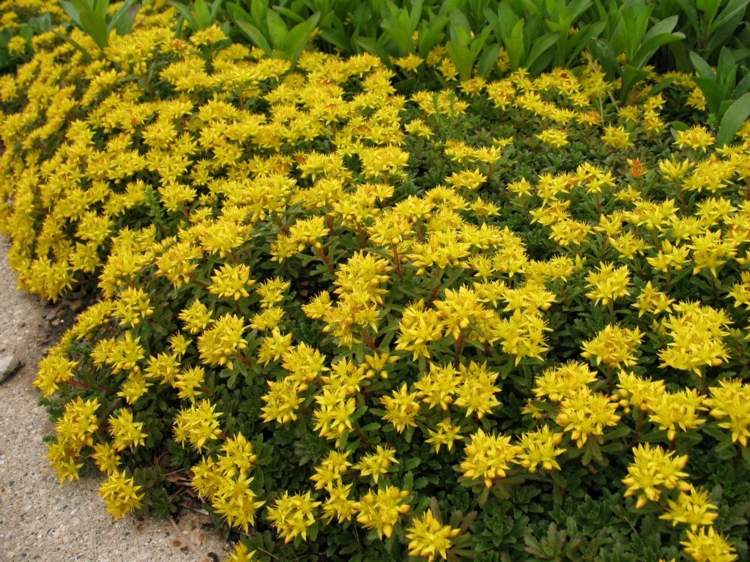 plante-succulente-fleurs-jaunes-décorer-allée-jardin