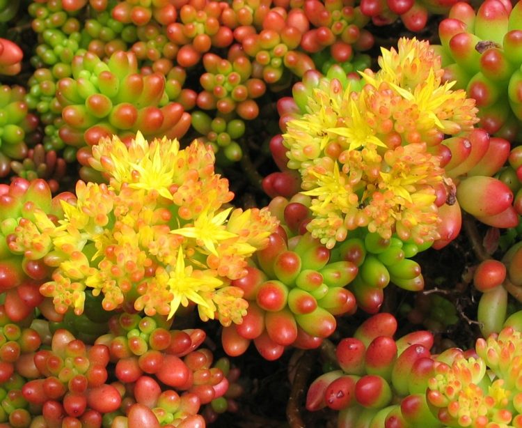 plante-succulente-jaune-vert-nuances-rouges-ambiance-peps