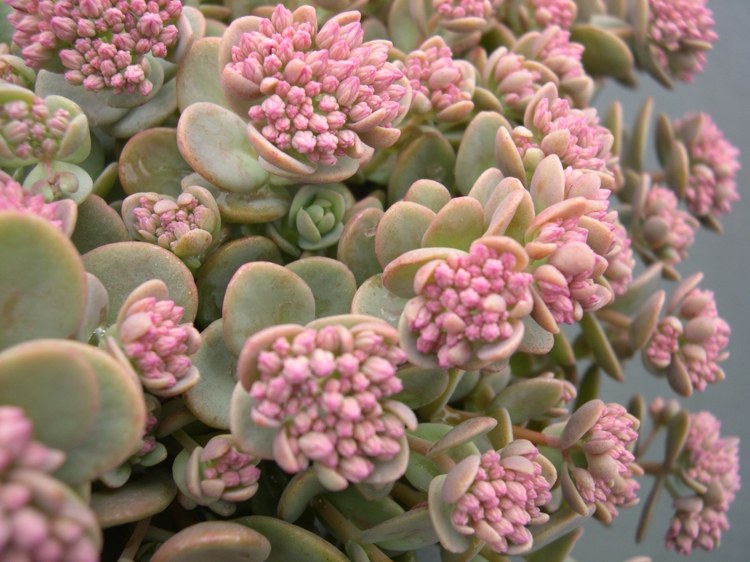 plante-succulente-sedum-rosâtre-habiller-terrasse
