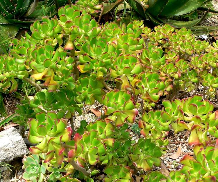 plante succulente vert-vif-pimenter-outdoor