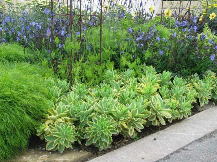 plante succulente vintage-métal-décoration-jardin
