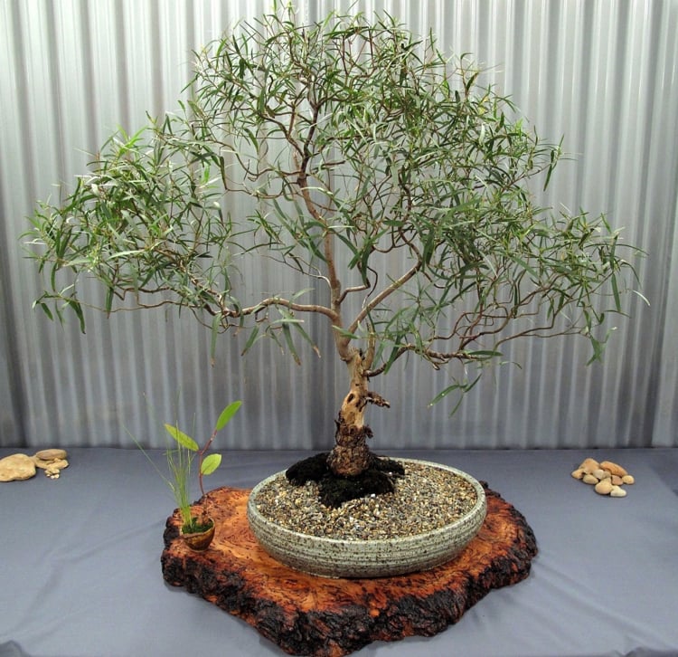 plantes d’intérieur parfumées-Eucalyptus-bonsai