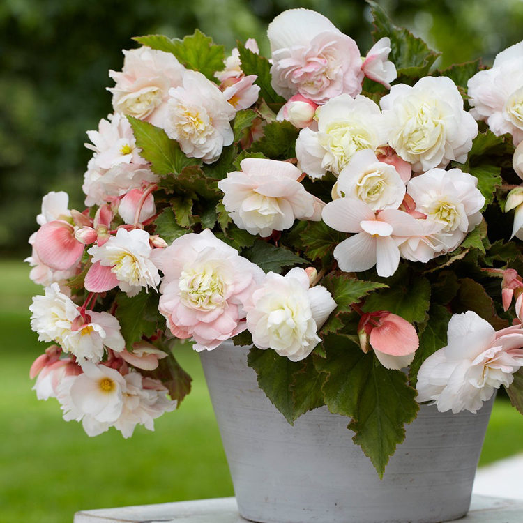 plantes d’intérieur parfumées-fleurs-blanc-rose-pâle-Begonia-Odorata Angélique