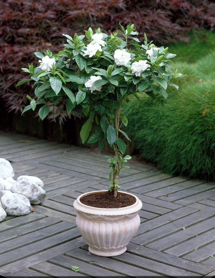 plantes d'intérieur parfumées -Gardenia-jasminoides