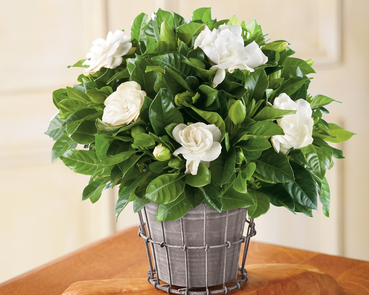 plantes d’intérieur parfumées-gardenia-pot-fleurs-blanches-délicates