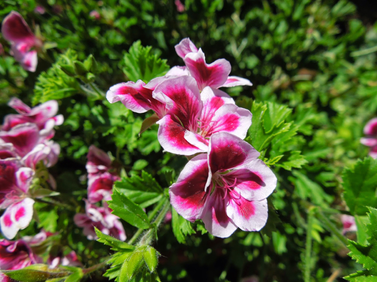 plantes d’intérieur parfumées-pelargonium-crispum-fleurs-fines-blanc-rose