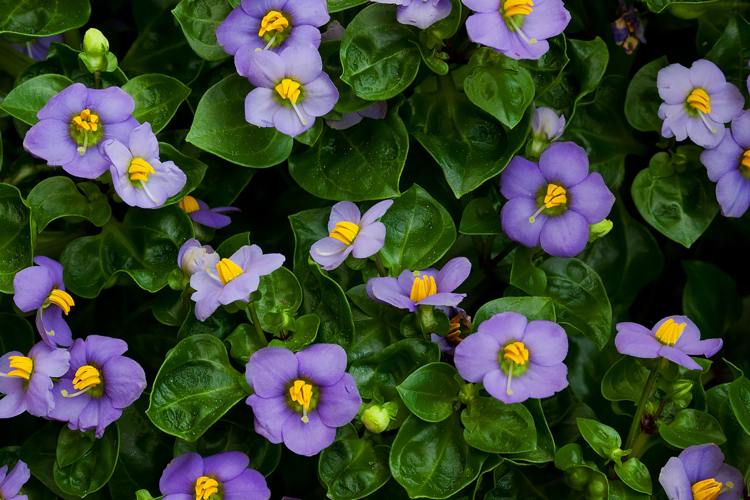 plantes d’intérieur parfumées-violette-perse-fleurs-lilas-délicates