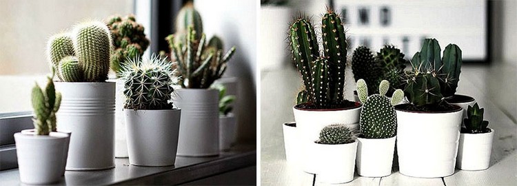 plantes vertes d'intérieur cactus-pots-blanc-neige