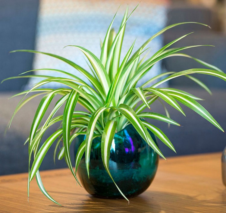 plantes-vertes-intérieur-pots-verre-déco-originale