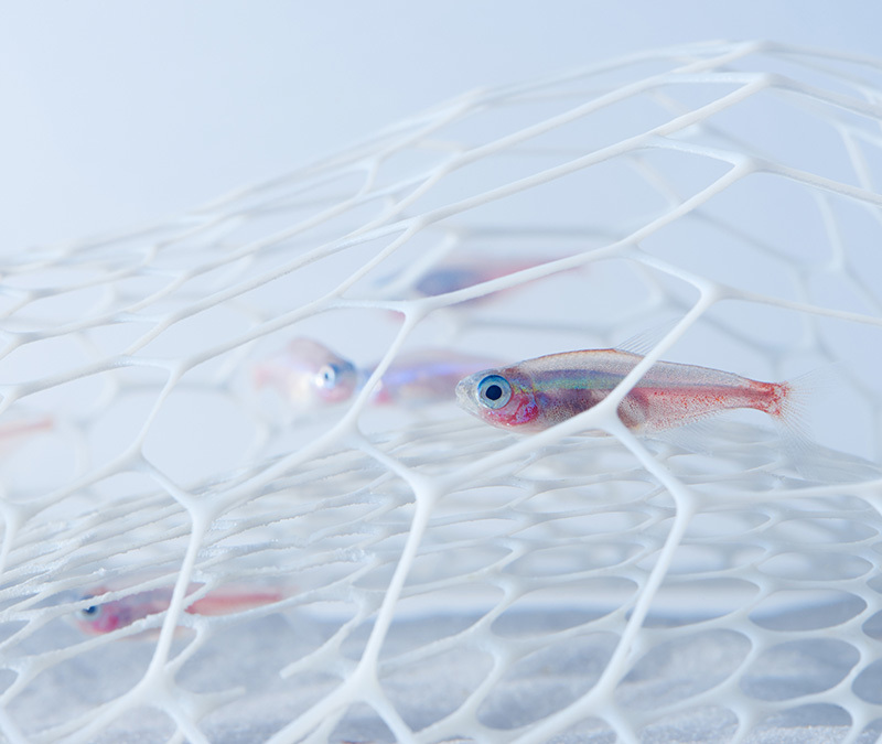 aquarium-design-filet-3D-poissons-utilisent-cachette