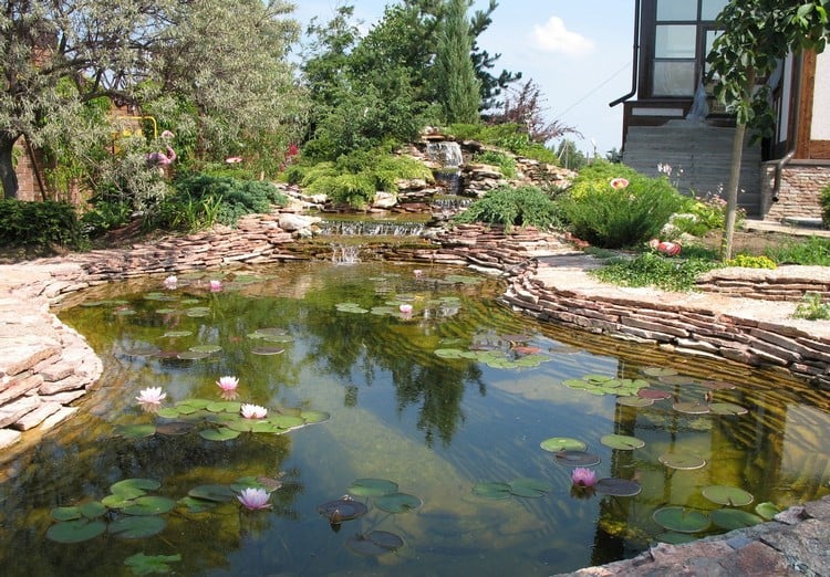 cascade bassin de jardin bassin-aquatique-plantes-nénuphars-nymphéas
