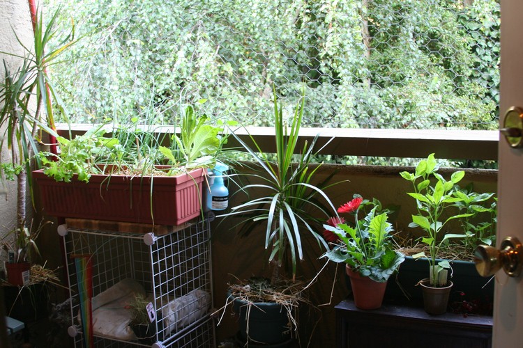 herbes-aromatiques-balcon-habiller-balcon-moderne
