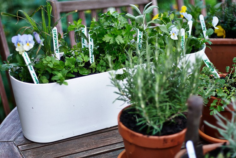 Planification De Votre Jardin D'herbes Aromatiques, Terrasse Et  Replantation D'herbes Et De Plantes D'intérieur. Tasse De Thé Avec Outils  De Jardin Et Pots De Fleurs. Banque D'Images et Photos Libres De Droits.