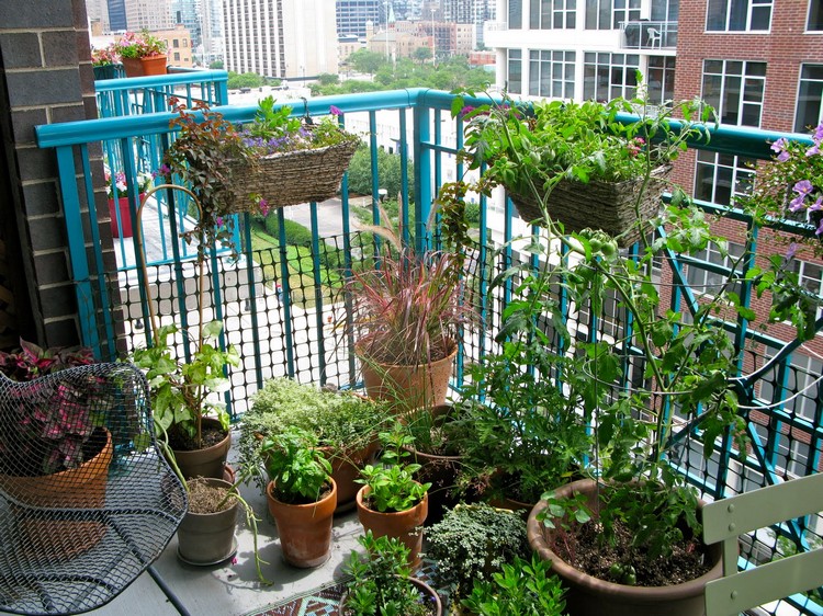 herbes-aromatiques-balcon-pots-terre-cuite-garde-corps-métallique