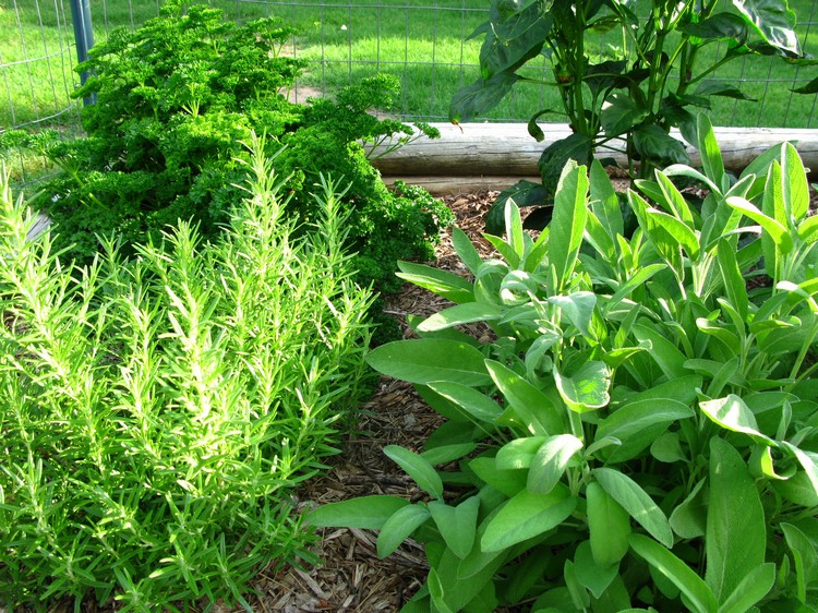 jardin-aromatique-faire-soi-même-herbes-plantes