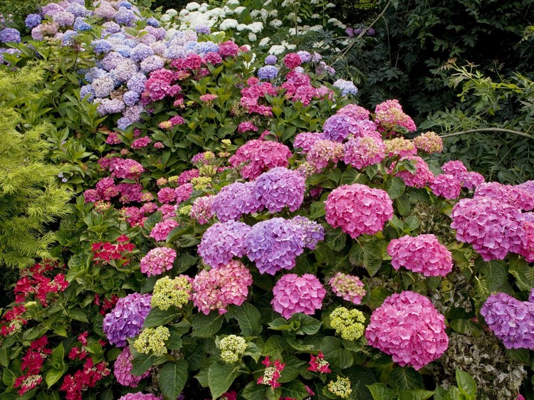 jardin-ornement-géraniums-violet-rose-bleu-compositions