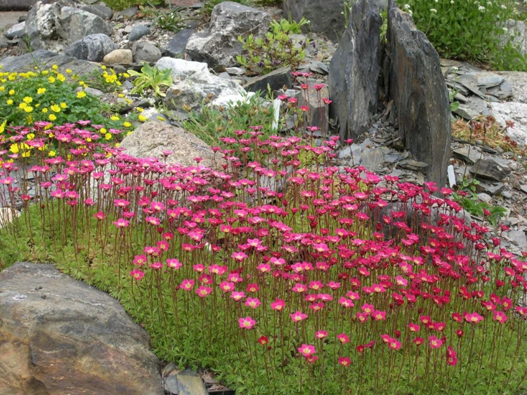 jardin sans entretien -jardin-sec-fleurs-saxifrages-petentilles