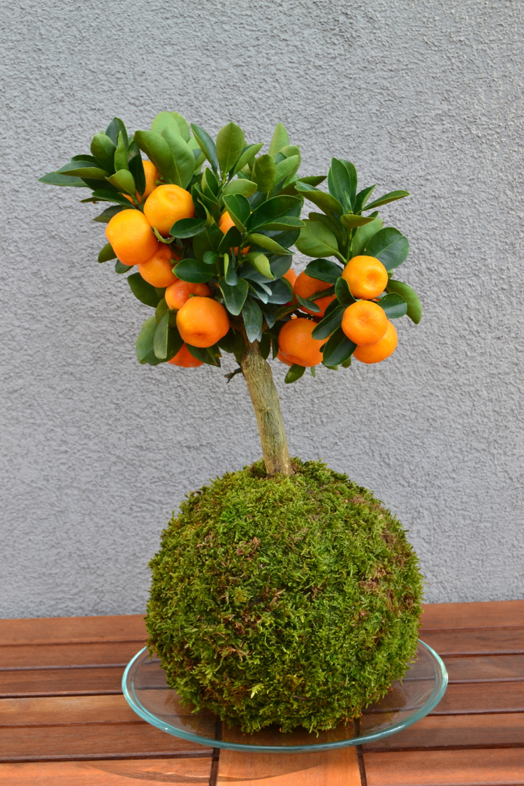 art floral japonais -kokedama-agrume-mandarinier