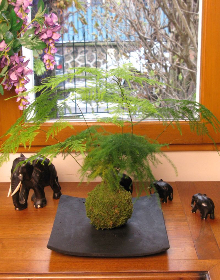 art floral japonais -kokedama-boule-mousse-asparagus