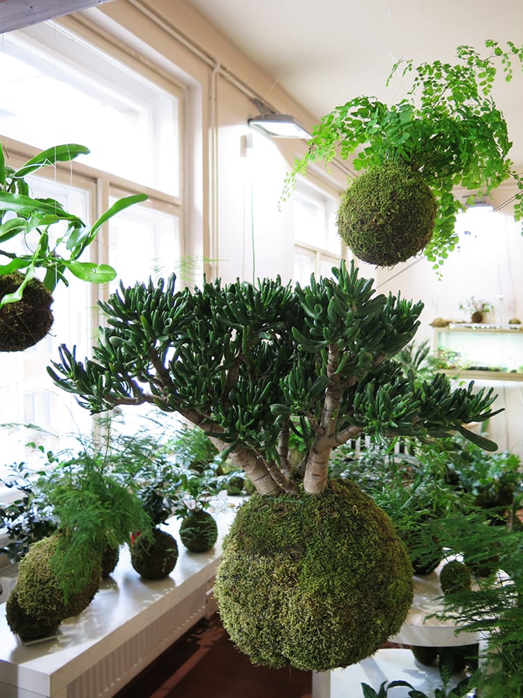 art floral japonais -kokedama-jardin-suspendu-bonsai-asparagus