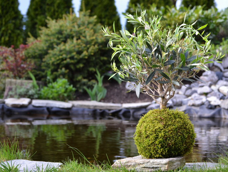 art floral japonais -kokedama-olivier-bonsai