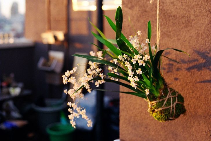 art floral japonais -kokedama-suspendu-plantes-fleurs-blanches