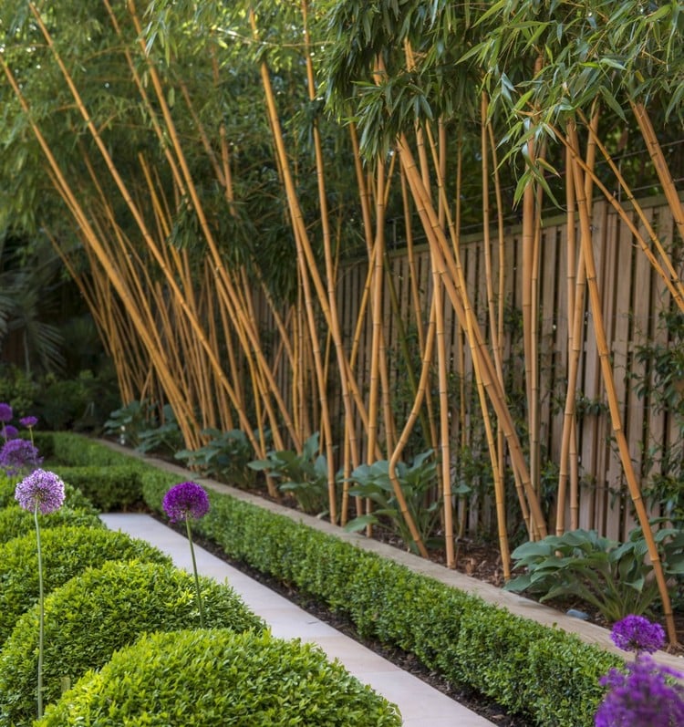 barrière anti rhizome -brise-vue-jardin-bambous