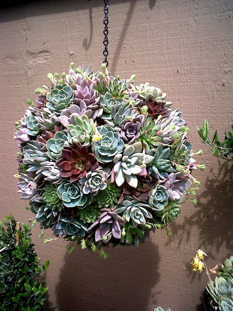 boule de plantes grasses esprit-kokedama-art-japonais-utiliser-décoration