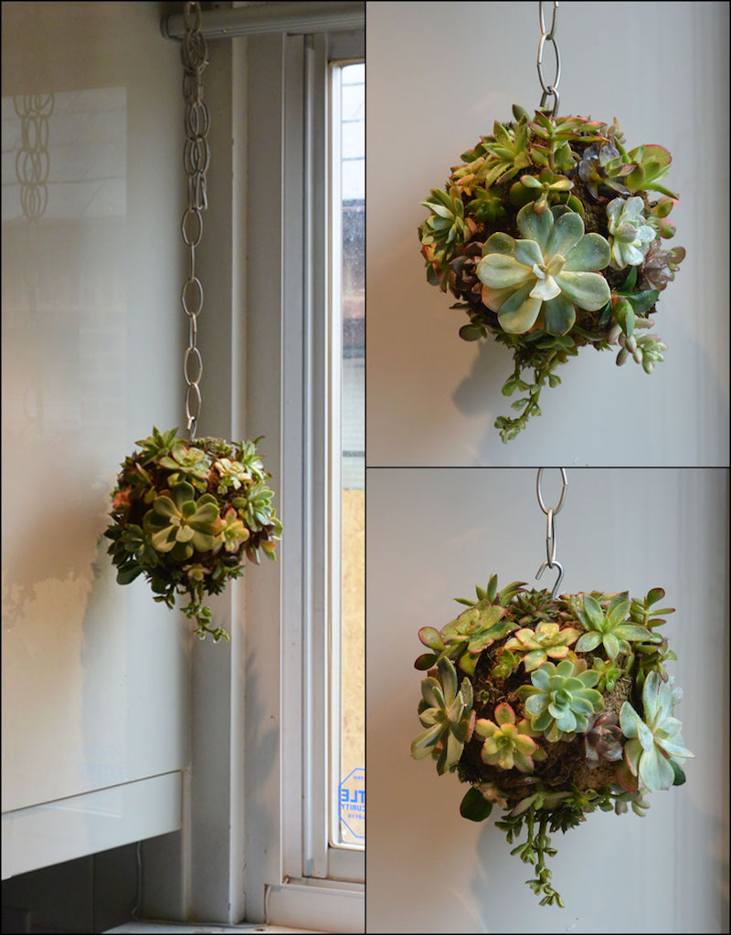 boule de plantes grasses à fabriquer-décoration-intérieure-extérieure
