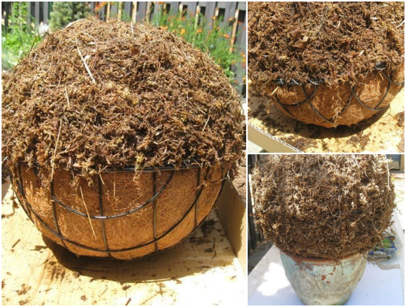 comment-fabriquer-boule de plantes grasses à suspendre-décoration-jardin