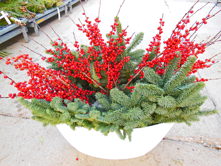 composition-baies-rouges-plantes-feuilles-persistantes au jardin d’hiver en pot
