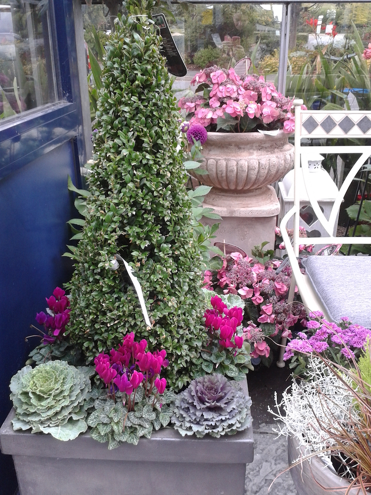 compositions-plantes-résistantes-gel-privilégier-jardin-hiver