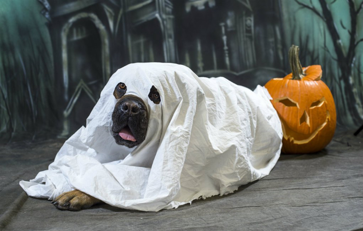 costume Halloween –draps-fantôme-chien-faire-soi-même
