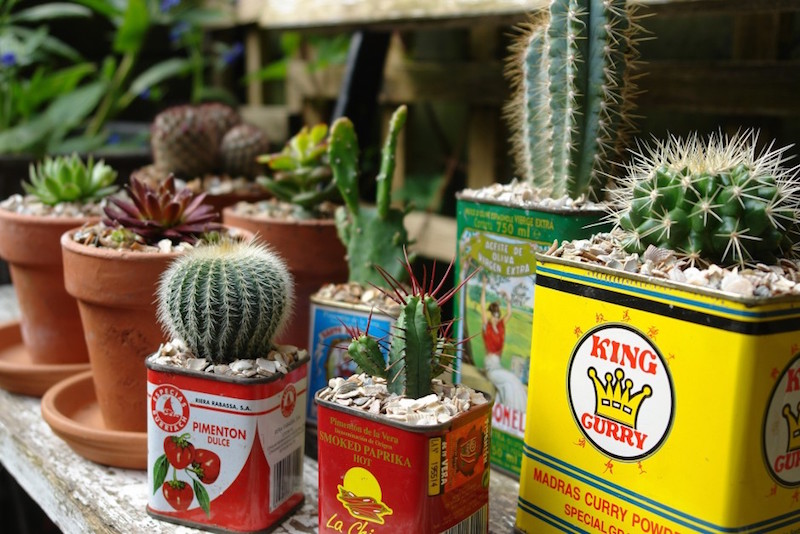 déco en objets de récupération conserves-boîtes-métalliques-jardinières-cactus