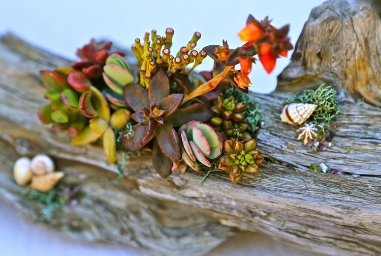 déco bois flotté arrangement-fleurs-plantes-succulentes