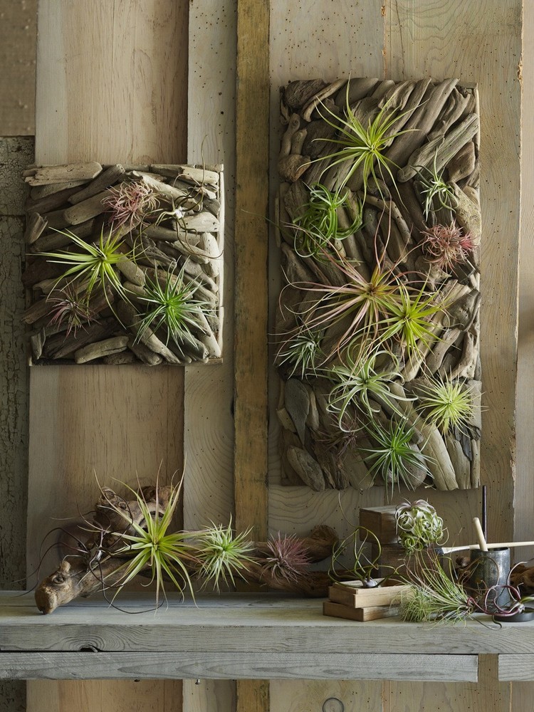 déco-bois-flotté-déco-murale-tableau-cadre-accrocher-plantes-succulentes